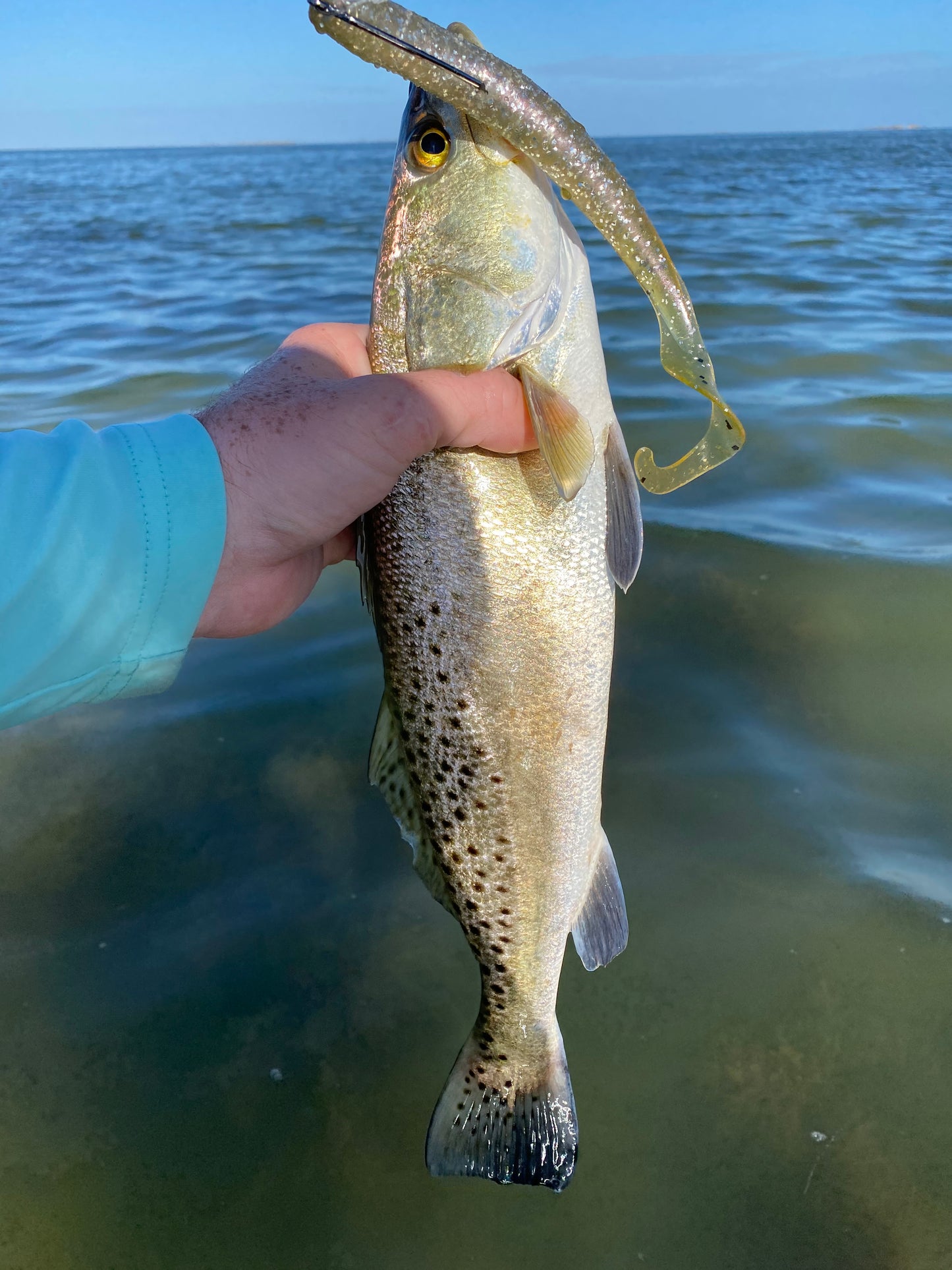 7” Baby Trout