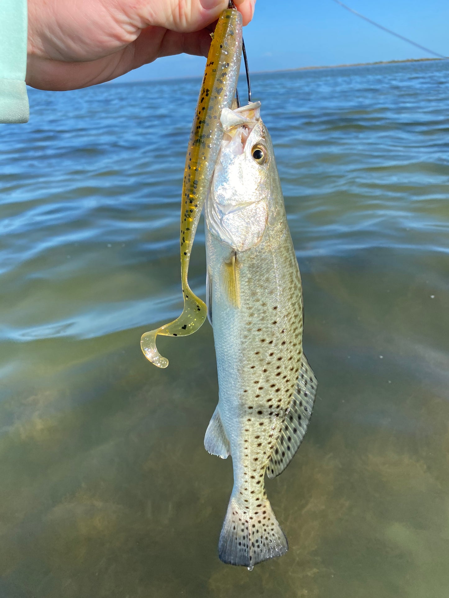 7” Baby Trout