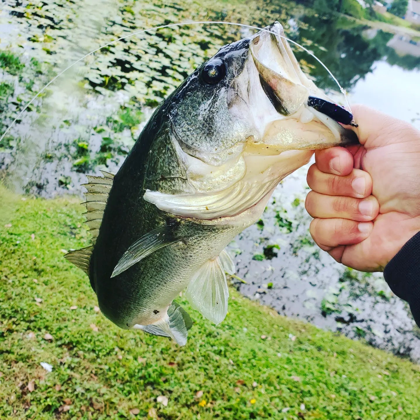Midnight Mullet