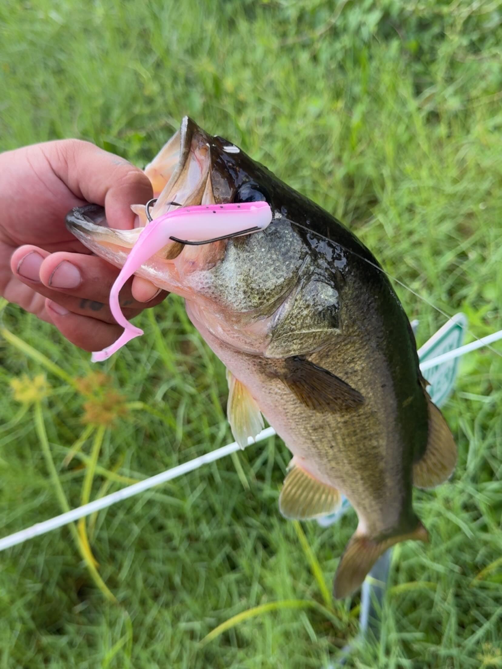 bass punching lures A.M. Fishing - Garlic Infused Soft Plastics 5.5in 4.6 Baitcaster Reels - The Avet Reel Model:MXL G2 5.8 MC Lefty #6 / Ring