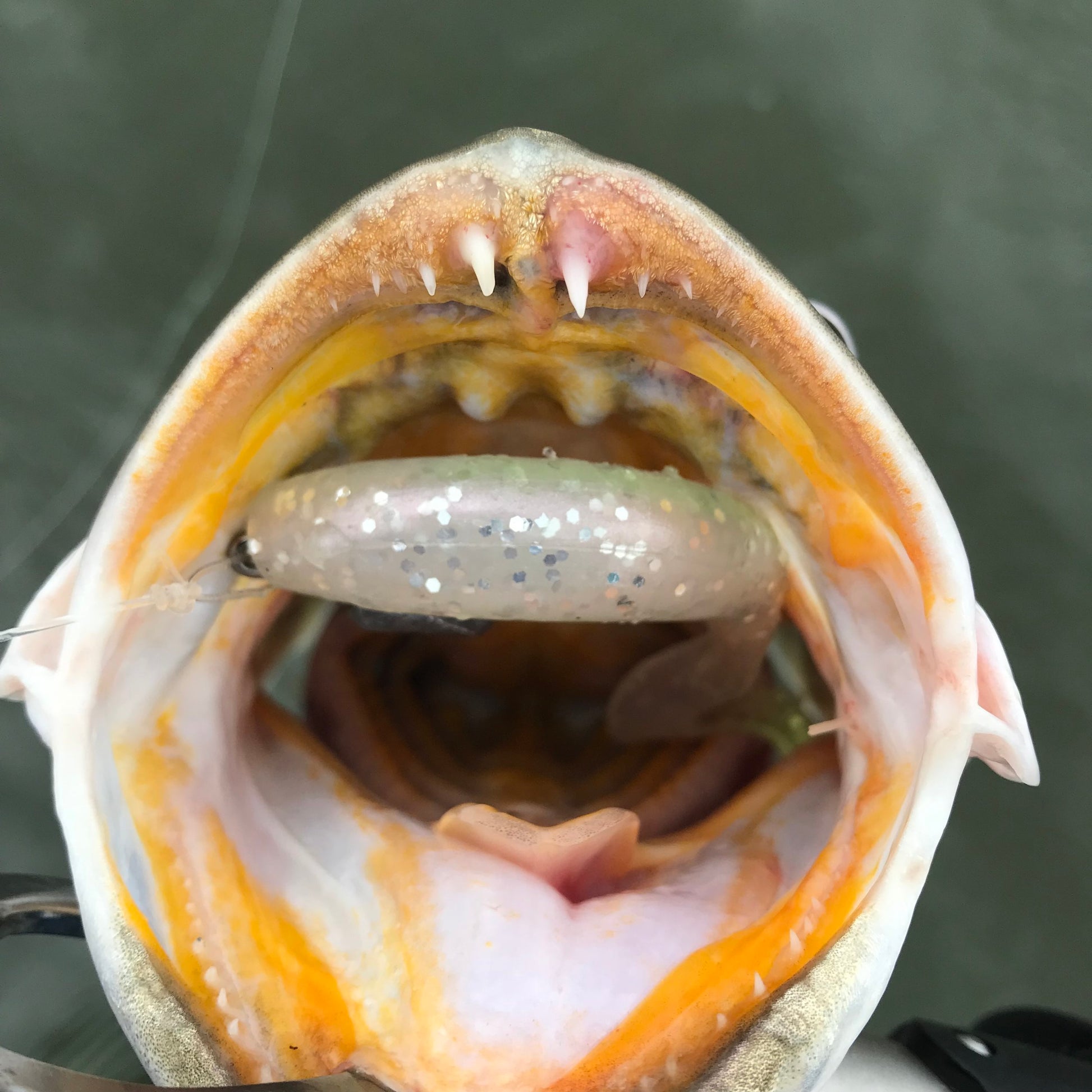 am fishing lures harlingen tx Pearl – A.M. Fishing