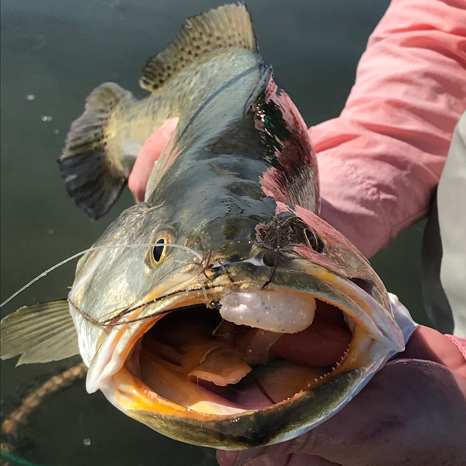 Pearl A.M. Fishing Pearl A.M. Fishing